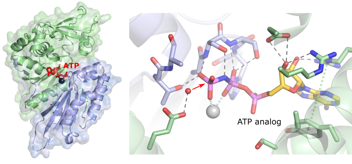 zur Vergrößerungsansicht des Bildes: Struktur der NTPDase2 (links) und Angriff eines Wassernukleophils auf ATP (rechts).