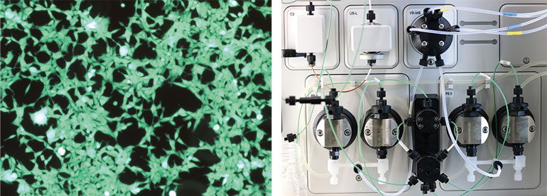 Left image: Green fluorescent HEK cells.