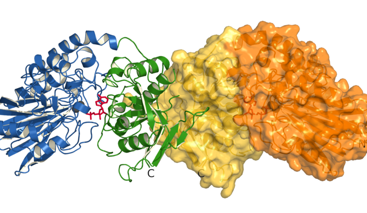 Proteinstruktur.