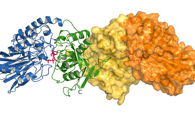 Protein structure