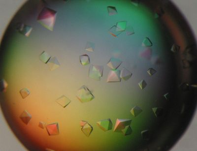 Protein crystal