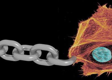 Fluoreszenzaufnahmen zeigten, dass sich Zellen nicht sichtbar morphologisch veränderten. Die Verlangsamung der Dynamiken beruht einzig auf der Anwesenheit von schwerem Wasser. Fluoreszenzaufnahmen zeigten, dass sich Zellen nicht sichtbar morphologisch veränderten. Die Verlangsamung der Dynamiken beruht einzig auf der Anwesenheit von schwerem Wasser.