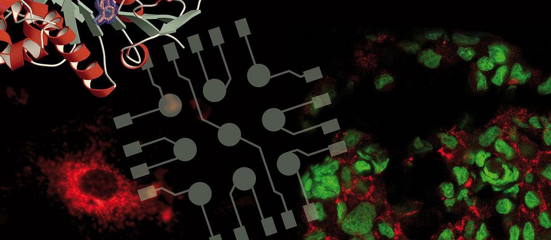 Montage aus Kristallstruktur der 6-Phosphofructokinase aus Pichia pastoris, stilisiertem Mikroelektrodenchip und 3D-Zellkulturmodelle zur Untersuchung von neurodegenerativen Erkrankungen