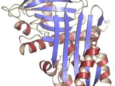 Proteinstruktur Vaspin
