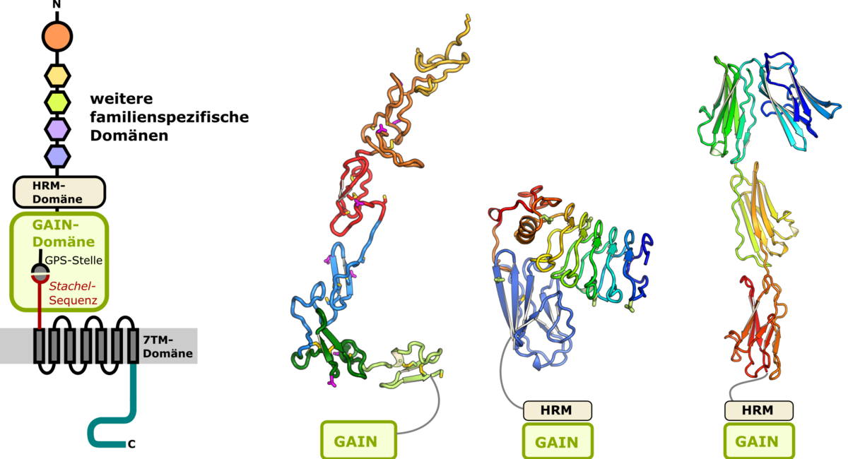 enlarge the image: Schematic of the structure of adhesion GPCR and models of some ectodomains. 
