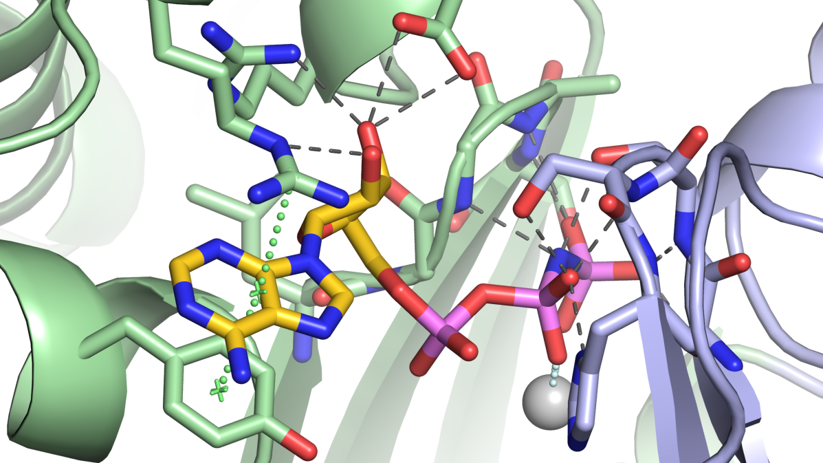 zur Vergrößerungsansicht des Bildes: Molekulare Erkennung eines ATP-Analogons durch das Enzym NTPDase2. 