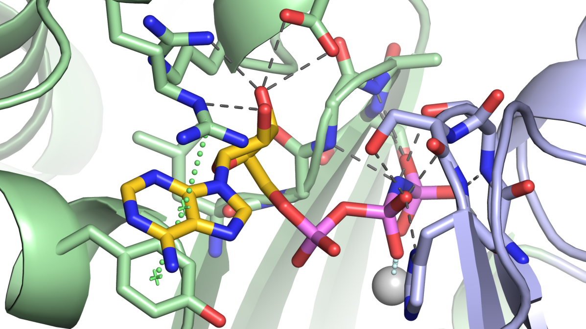 enlarge the image: Molecular recognition of an ATP analog by the enzyme NTPDase2. 