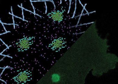 Laserspots aktivieren in einer Matrix sehr kleine synthetische Schlüssel-Schloss-Paare und erzeugen so Rezeptorcluster in der Zellmembran.