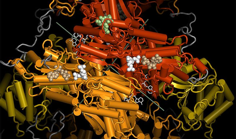 Crystal structure of the 6-phosphofructokinase from Pichia pastoris