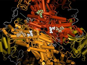 Crystal structure of the 6-phosphofructokinase from Pichia pastoris