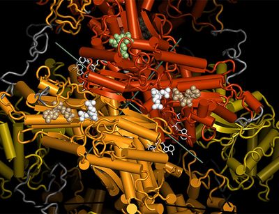 Kristallstruktur der 6-Phosphofructokinase aus Pichia pastoris