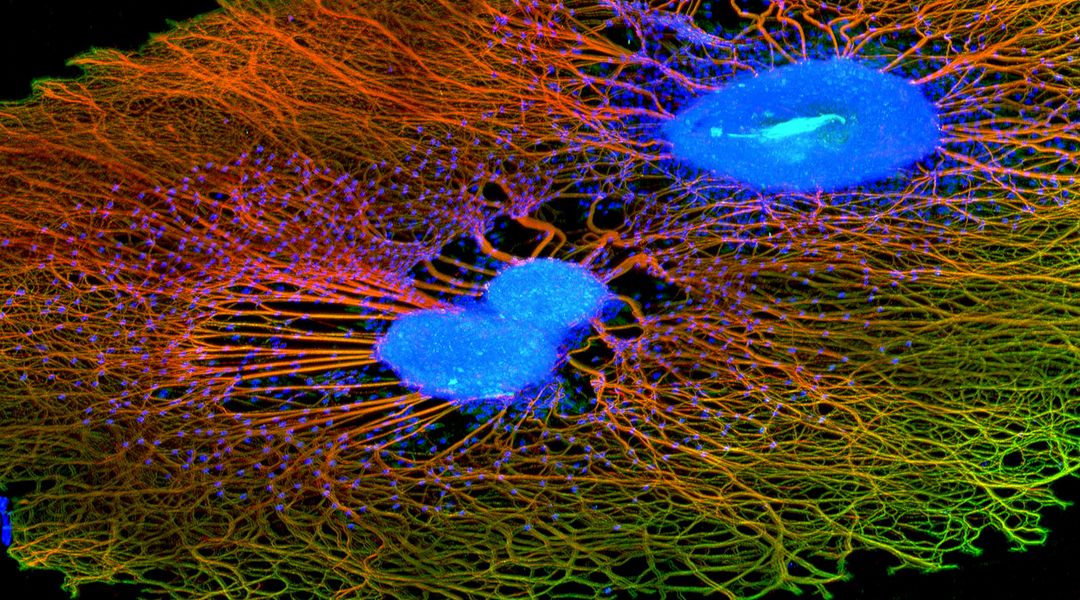 Dorsale Wurzelganglien (blau), aus denen Nervenfasern (rot) und Versorgungsstrukturen (grün) auswachsen
