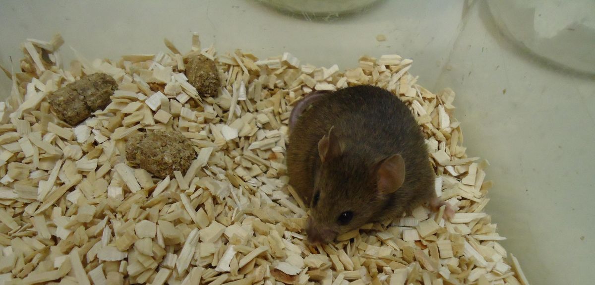 Maus mit braunem Fell auf Streu