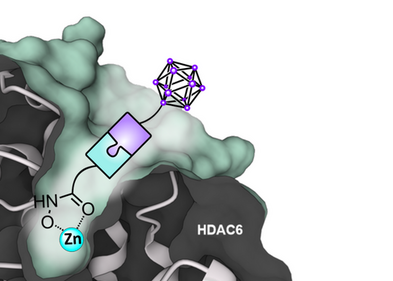 Vereinfachte künstlerische Darstellung eines Borinostat-Moleküls mit charakterischem icosaedrischen Carboran-Cluster gebunden in der Enzymtasche der Histondeacetylase 6 (HDAC6).