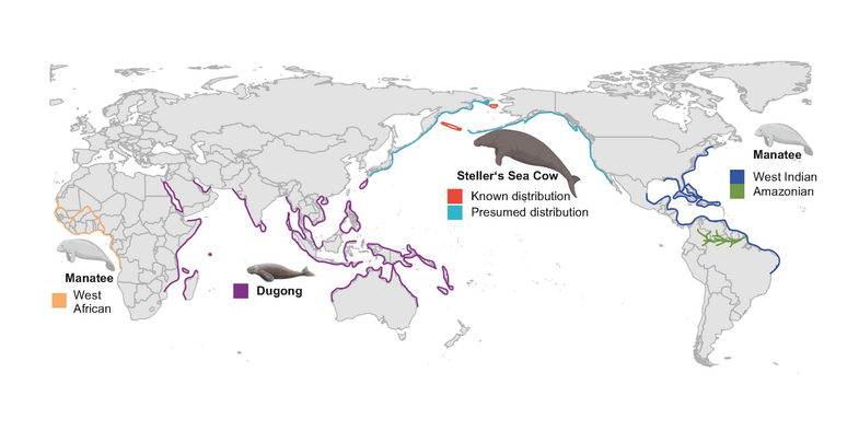 Distribution of sea cow species in the world’s oceans.